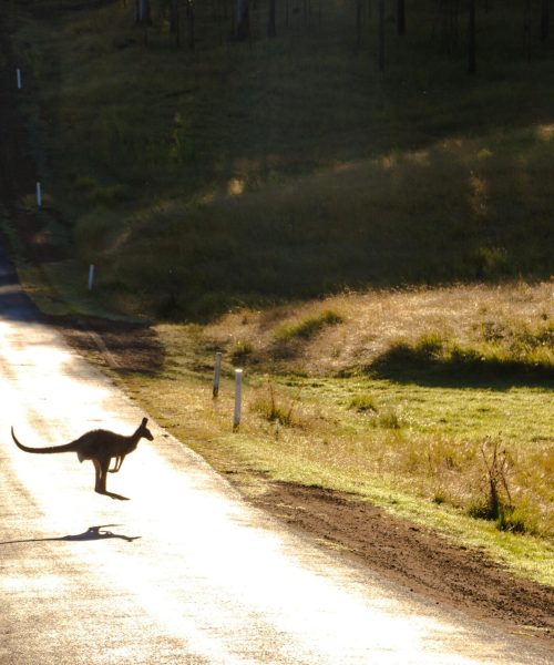 Photo of a Kangaroo on Road